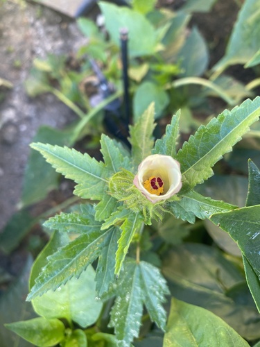 Hibiscus richardsonii, photograph 3