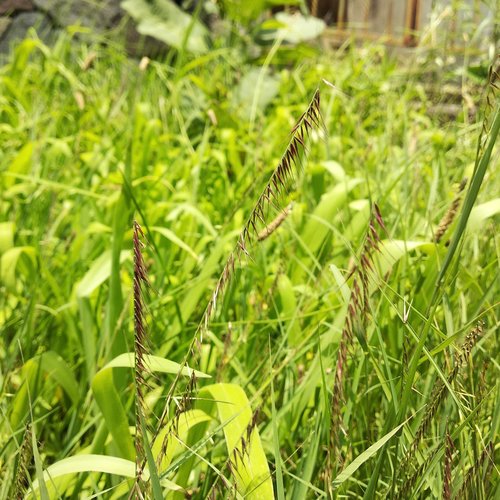 Bouteloua triaena, 2019-08-04