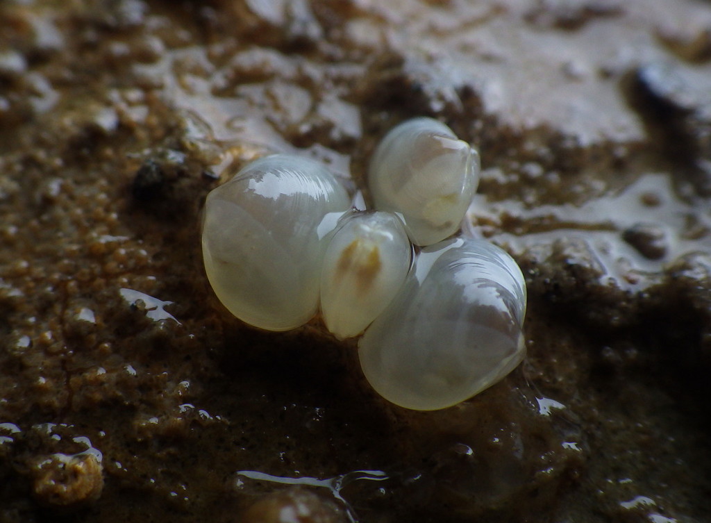 Lasaeidae