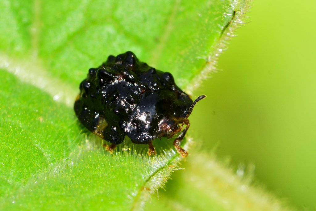 Parorectis rugosa