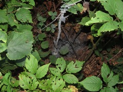 Neoprociphilus aceris