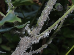 Neoprociphilus aceris