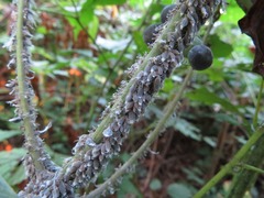 Neoprociphilus aceris