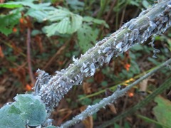 Neoprociphilus aceris