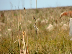 Alectrurus risora