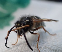 Dolichovespula albida