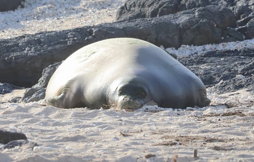 Hawaiian Monk Seal photographed in Hawaii