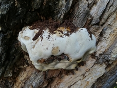 Polyporales