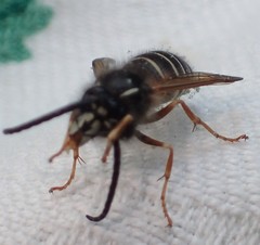 Dolichovespula albida