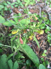 Pedicularis labradorica