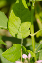 Desmodium viridiflorum