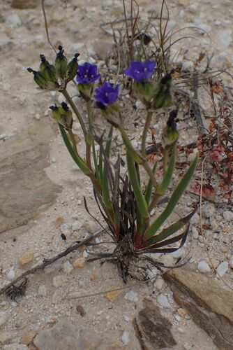 Image of Aristea africana by no rights reserved