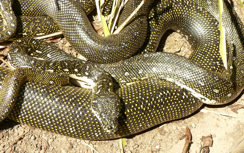 Diamond Python sighting