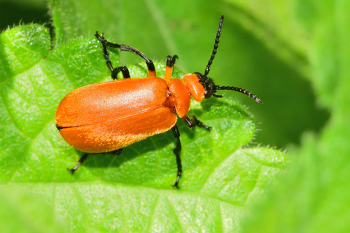 Tetraonyx femoralis