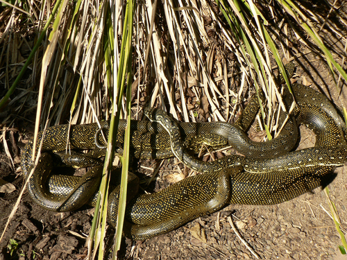 Diamond Python sighting