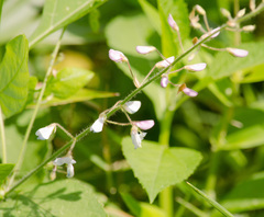 Desmodium viridiflorum