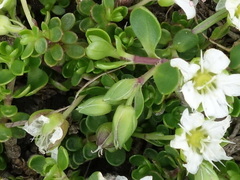 Arenaria biflora