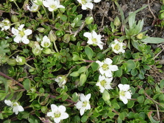 Arenaria biflora
