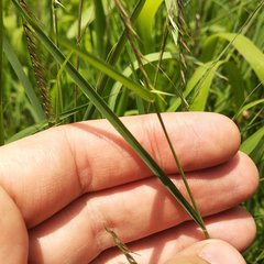 Bouteloua triaena