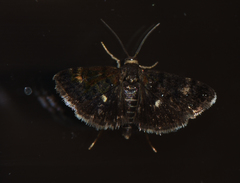 Heliothela wulfeniana
