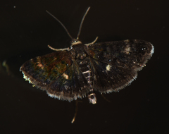 Heliothela wulfeniana