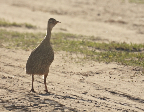 Spotted Nothura (Nothura maculosa)