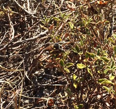 Dasypogon