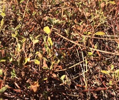 Dasypogon