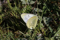 Colias tyche