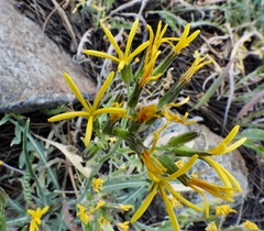 Crepis pleurocarpa