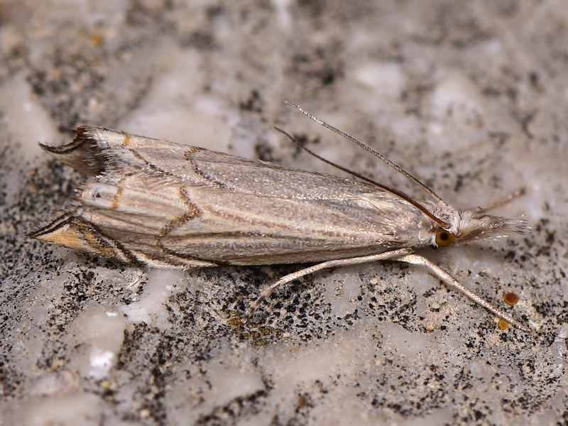 Metacrambus carectellus