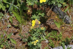 Erebia embla