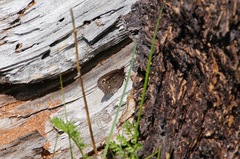 Erebia embla