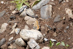 Coenonympha hero