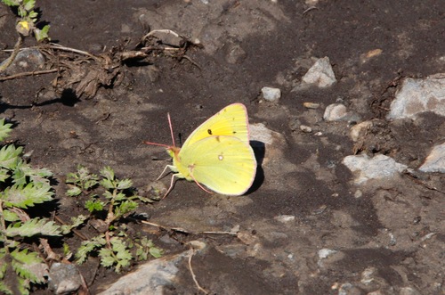 Menetries' Clouded Yellow