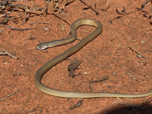 Rufous Whipsnake