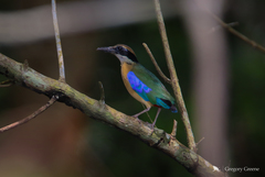 Mangrove Pitta photo 3