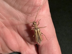 Ortholeptura valida