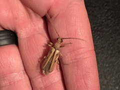 Ortholeptura valida