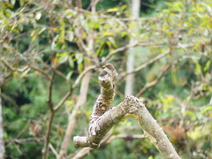 Turdus maculirostris