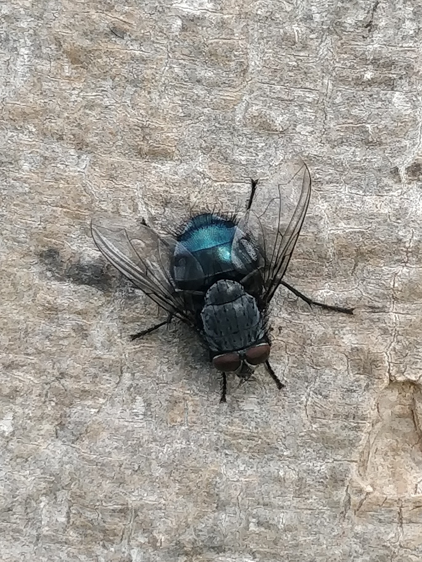 Calliphora vicina