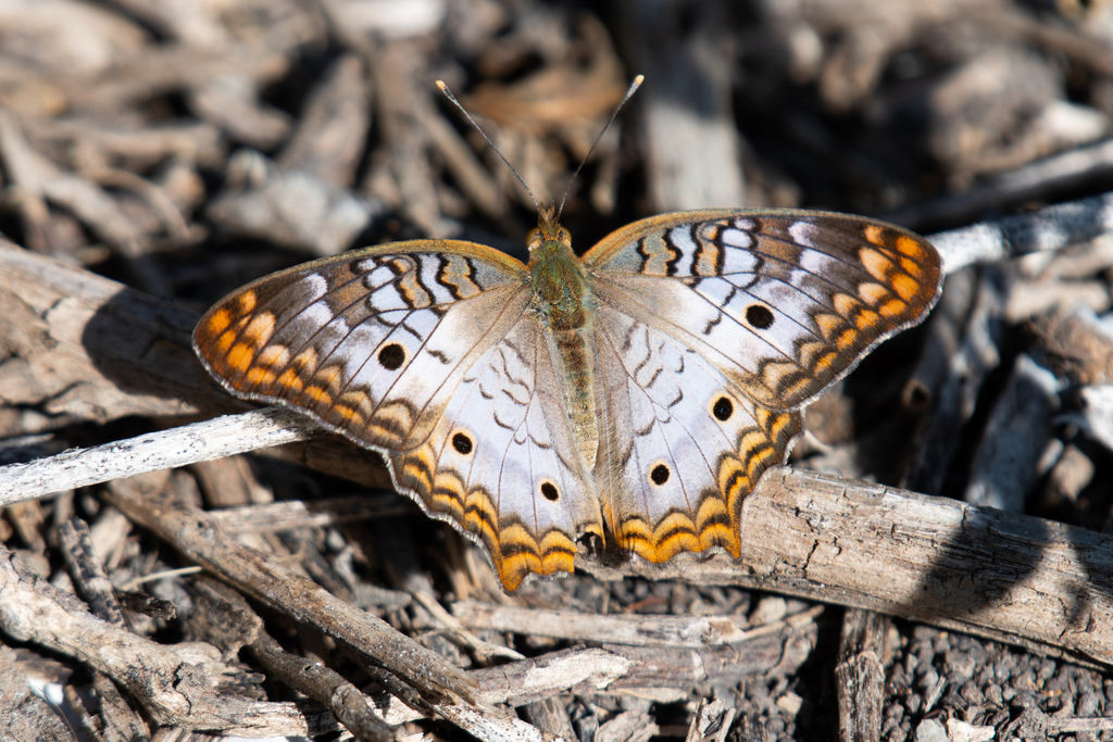 White Peacock