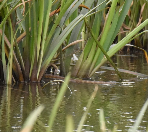 Tiger Snake sighting