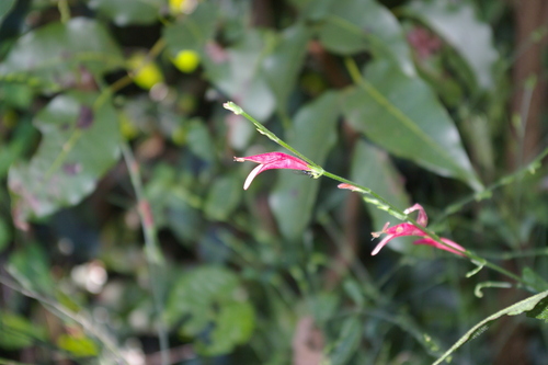 Image of Dicliptera sexangularis by no rights reserved