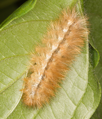 Spilosoma lutea