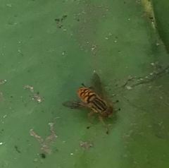 Parhelophilus divisus