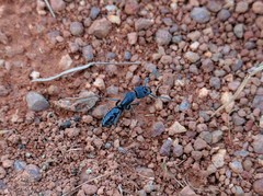 Paltothyreus tarsatus