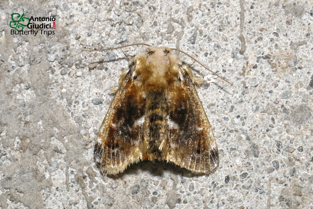 Belippa ochreata