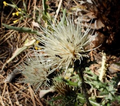 Cirsium cymosum
