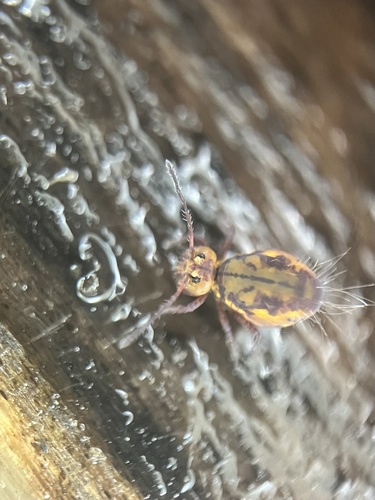 Dicyrtoma fusca, photo 8 of 8